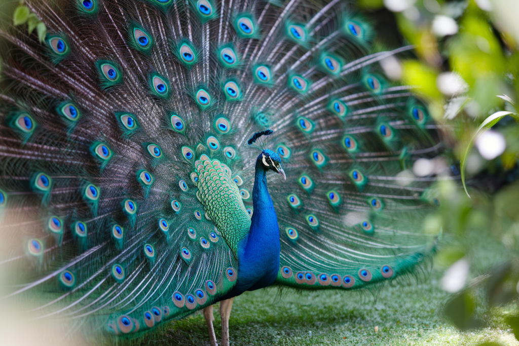 paon signification spirituelle